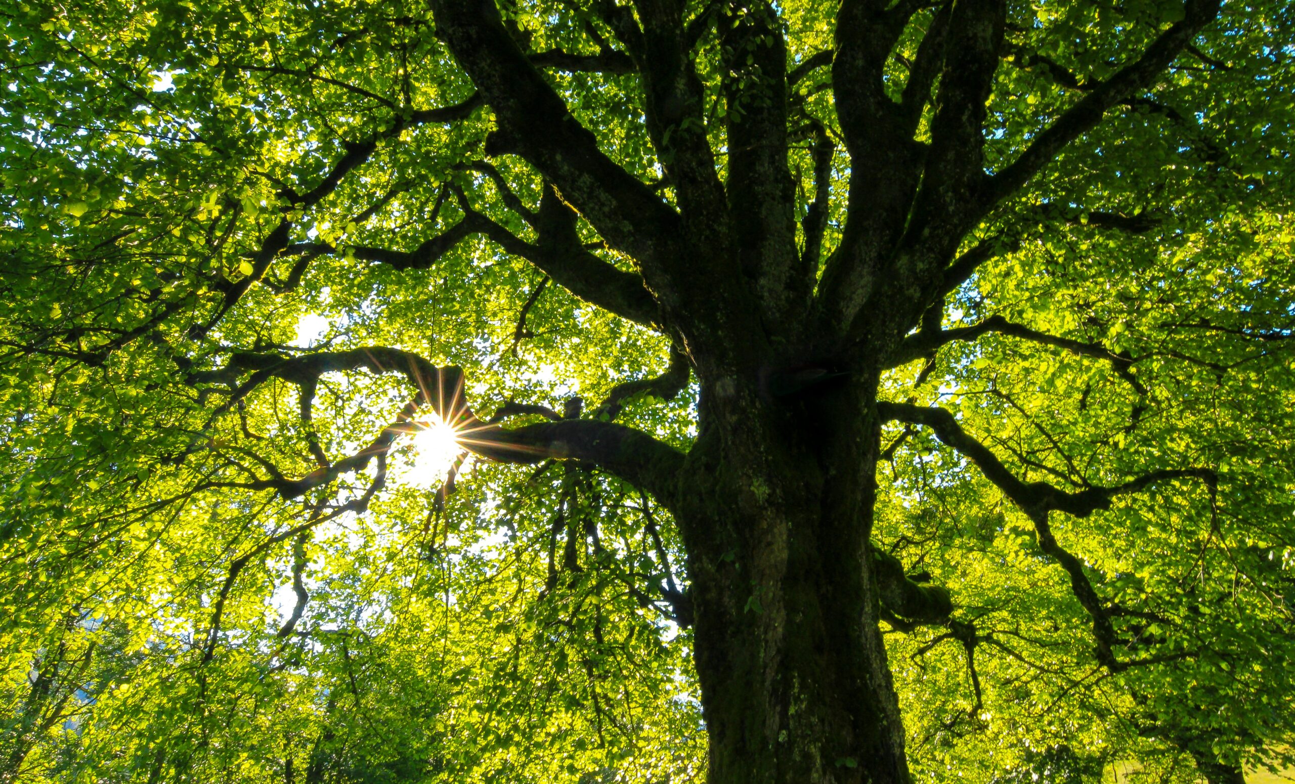 Tree in the sunlight